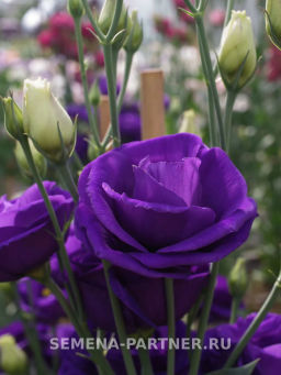 Эустома срезочная махровая сиреневая Принцесса Эльза - Партнер фото 3