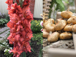 Гладиолус Rostov (Ростов) 5 шт - Долина роз фото 5