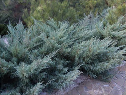 Можжевельник виргинский Хетц С1,5