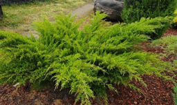 Можжевельник средний Минт Джулеп С3