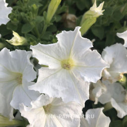 Петуния МиМи Лучиана каскадная белая - Партнер фото 5