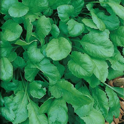 6260U Кресс-салат Дукат 1гр