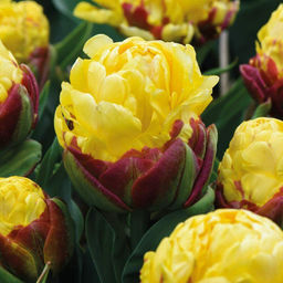 Тюльпан Ice Cream Banana (Махровый поздний) - Голландские луковицы фото 3