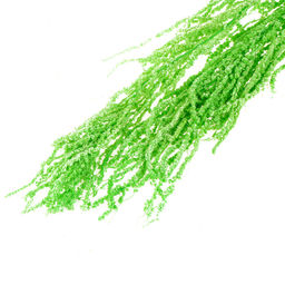 Сухие цветы амаранта, 100 г, размер листа: от 50 до 60 см, цвет зелёный - Simaland фото 3