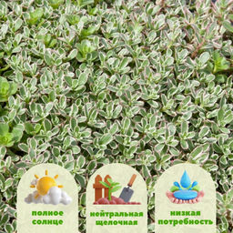 Очиток ложный Триколор