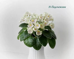 Фиалка Подснежник