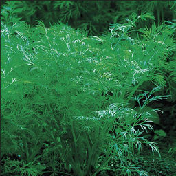 5119D Укроп Гладиатор 2гр