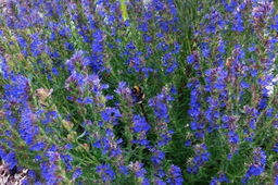 Иссоп лекарственный Блюз С1,5