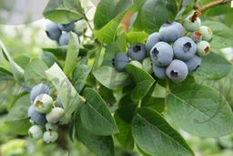 Голубика Торо С5 3 года