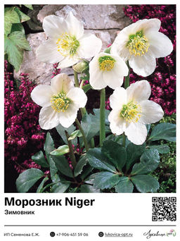 Морозник Зимовник Niger