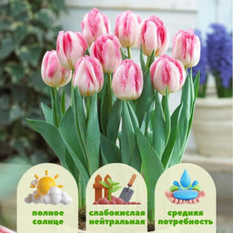 Тюльпан Фокстрот