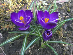 Крокус Flower Record (Флавер Рэкорд) 5 шт - Долина роз фото 3