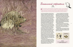 Наши соседи по планете. Рассказы о диких животных. Стегман Л., Янсен Б. - Махаон фото 3