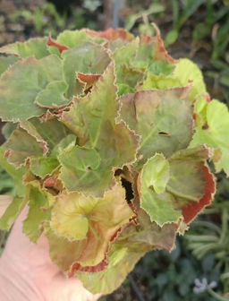 Бегония Марта Стюарт, горшок D12 - 1000корней фото 2