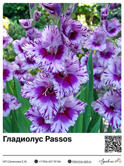 Гладиолус Passos