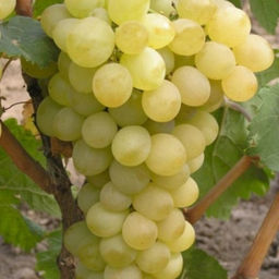 Виноград Августин (коробка) 1шт