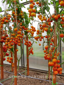 Томат Янтарная Капля - Партнер фото 3