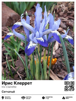 Ирис Клеррет (Сетчатый)