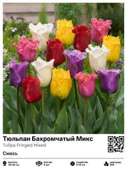 Тюльпан Fringed Mixed (Бахромчатый) - Голландские луковицы фото 2