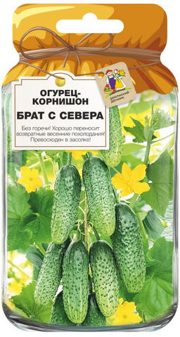 Огурец БРАТ С СЕВЕРА Хорошо переносит возвратные июньские заморозки! Превосходен в засолке! - Уральский дачник фото 3