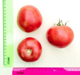 Томат Спартанец - Партнер фото 3