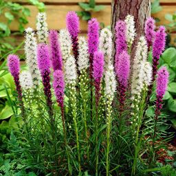 59fdcfb8f1db79772a0003b3da8e67a0dyu1wrul48g72dm