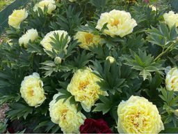 Пион Bartzella (Барцелла) - Долина роз фото 4