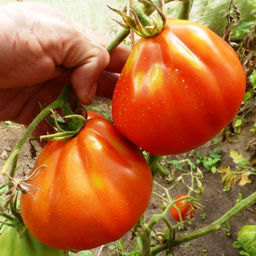 Помидоры - Cuore di Bue - Сердце Быка