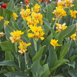 Канна Caballero (Зеленолистная) - Голландские луковицы фото 4