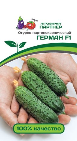 Огурец партенокарпический Герман