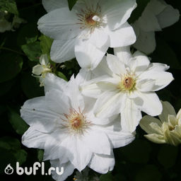 Клематис Mrs George Jackman