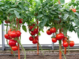 Томат Феодал - Партнер фото 3