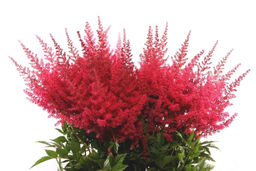 КАННА Бриллиант Разбор I Кол-во упак., шт 1