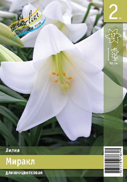 Лилия Миракл (ЛО гибрид) 12/14 2шт (Колорлайн)