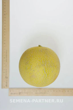 Дыня Амина - Партнер фото 3