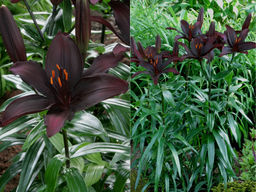 Лилия Блэклист - Долина роз фото 2