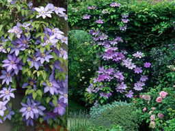 Клематис Лавсониана