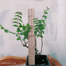 Снежноягодник розовый