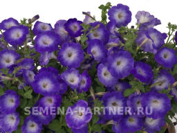 Петуния Итальянка Коломбина каскадная голубая - Партнер фото 3