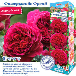 Роза Фишермандс Френд (Английская) 1шт