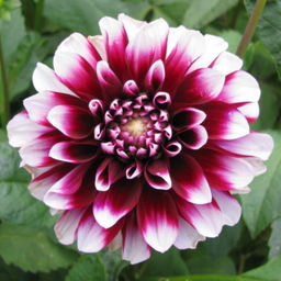 ГЕОРГИНА Эдинбург Разбор I Кол-во упак., шт 1