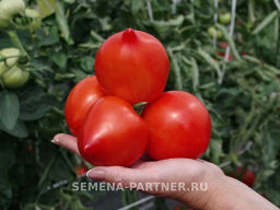 Томат Эйва - Партнер фото 2