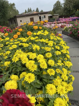 Цинния махровая Барышня-крестьянка Медовая Коврижка - Партнер фото 8