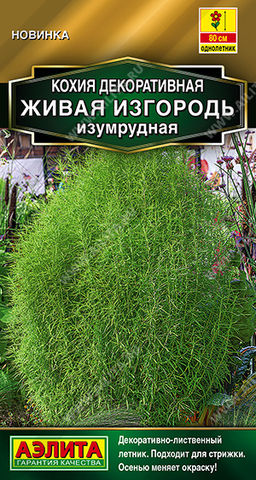 Кохия Живая изгородь изумрудная