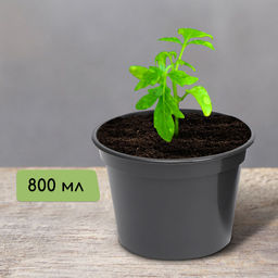 Цена за 100 шт. Горшок для рассады, 800 мл, d=13 см, h=10 см, пластик, МИКС