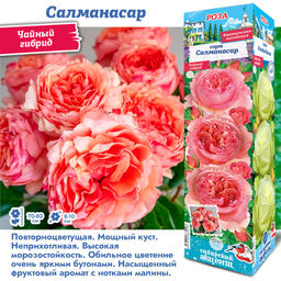 Роза Салманасар (Чайно-гибридная) 1шт