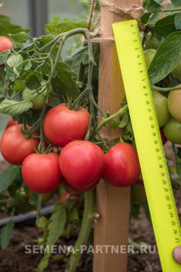 Томат Лимеренс - Партнер фото 6
