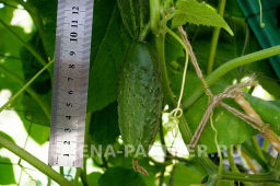 Огурец пчелоопыляемый Байконур - Партнер фото 4