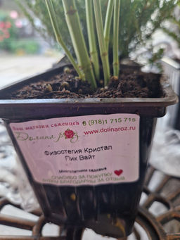 Физостегия Кристал Пик Вайт