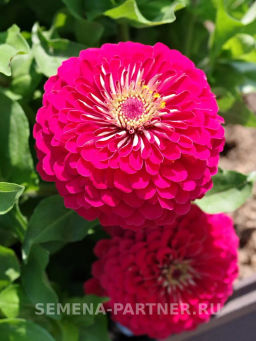 Цинния георгиновидная Фэнтези Византийская Фуксия - Партнер фото 3